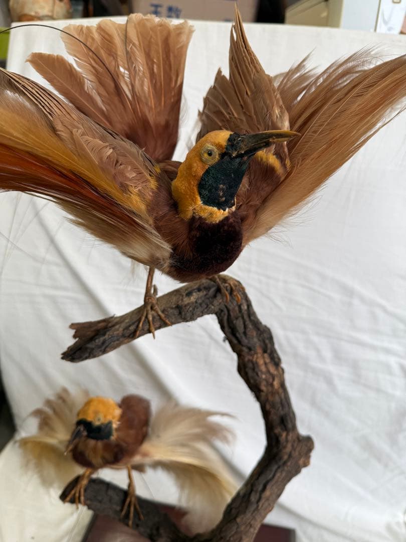 希少】極楽鳥（オオフウチョウ）剥製 縁起物 - メルカリ