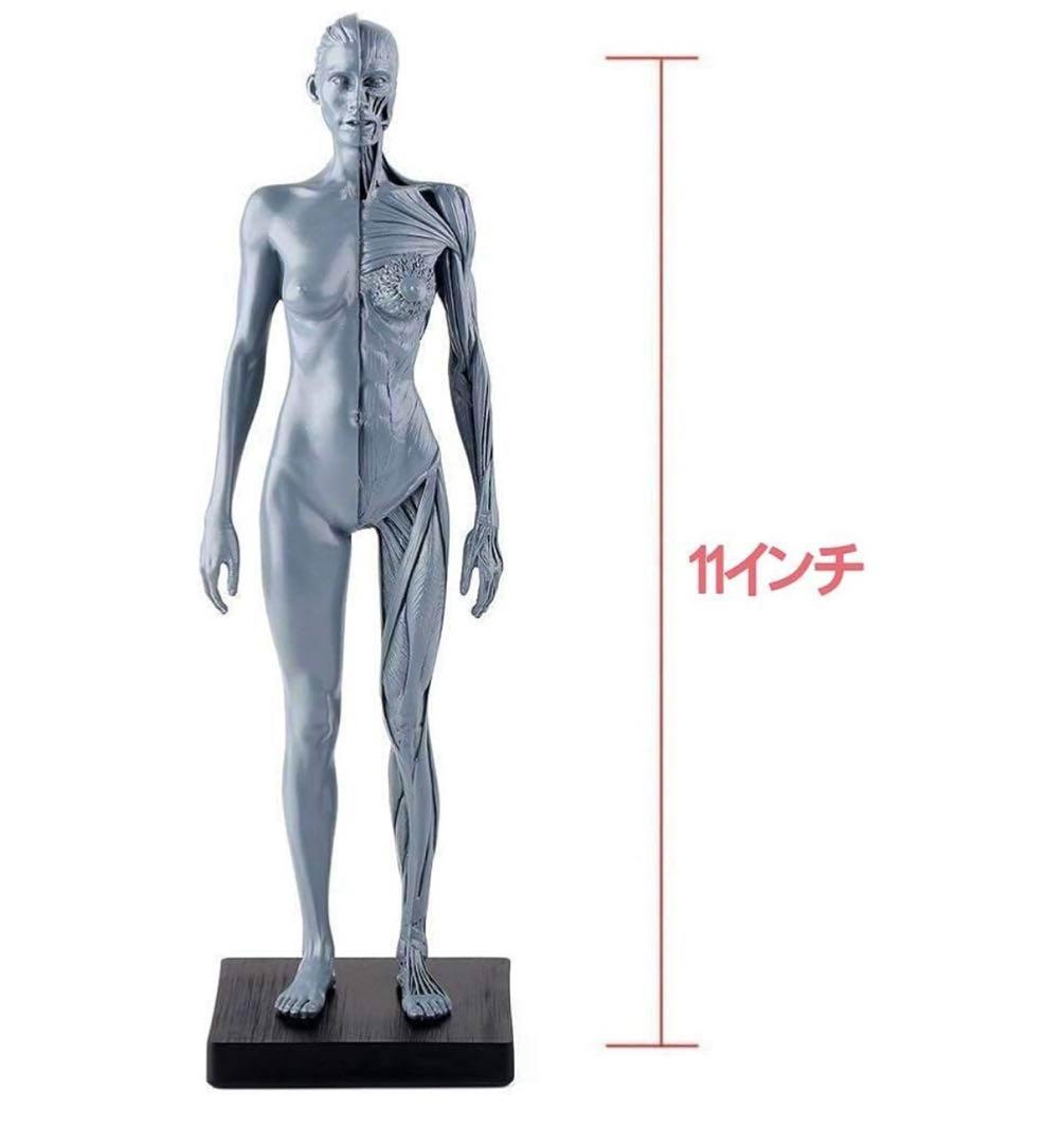 新品✨女性人体モデル人体模型約30cm台座付き筋肉構造学習用
