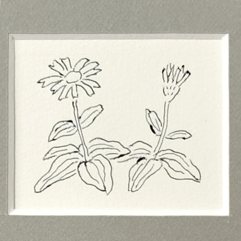 ☆坂本直行☆「エゾウサギギク」ペン画　小作品２０角額　未使用！