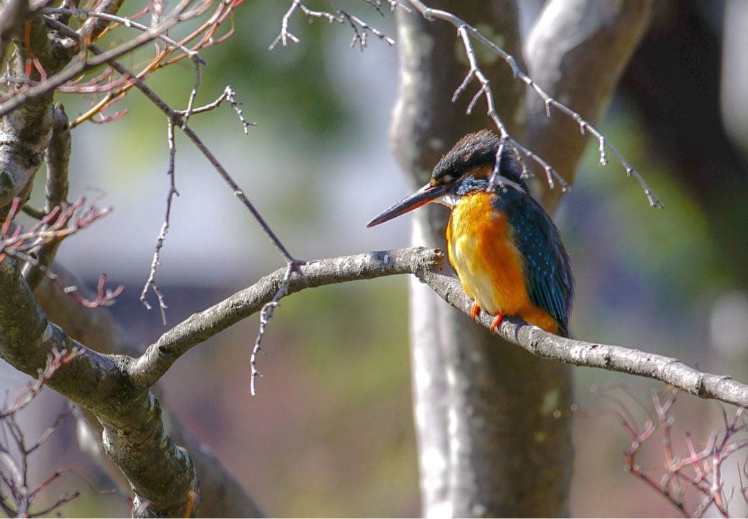 レンズ(ズーム) SONY 70-300mm F4.5-5.6 G SSM II