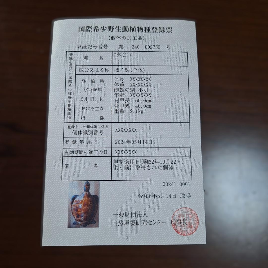 アオウミガメ剥製 「国際希少野生動植物登録票」つき - メルカリ