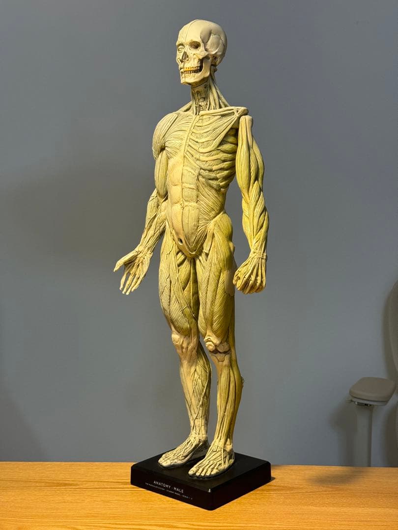 AnatomyTools MALE General use v1A 人体模型 - メルカリ