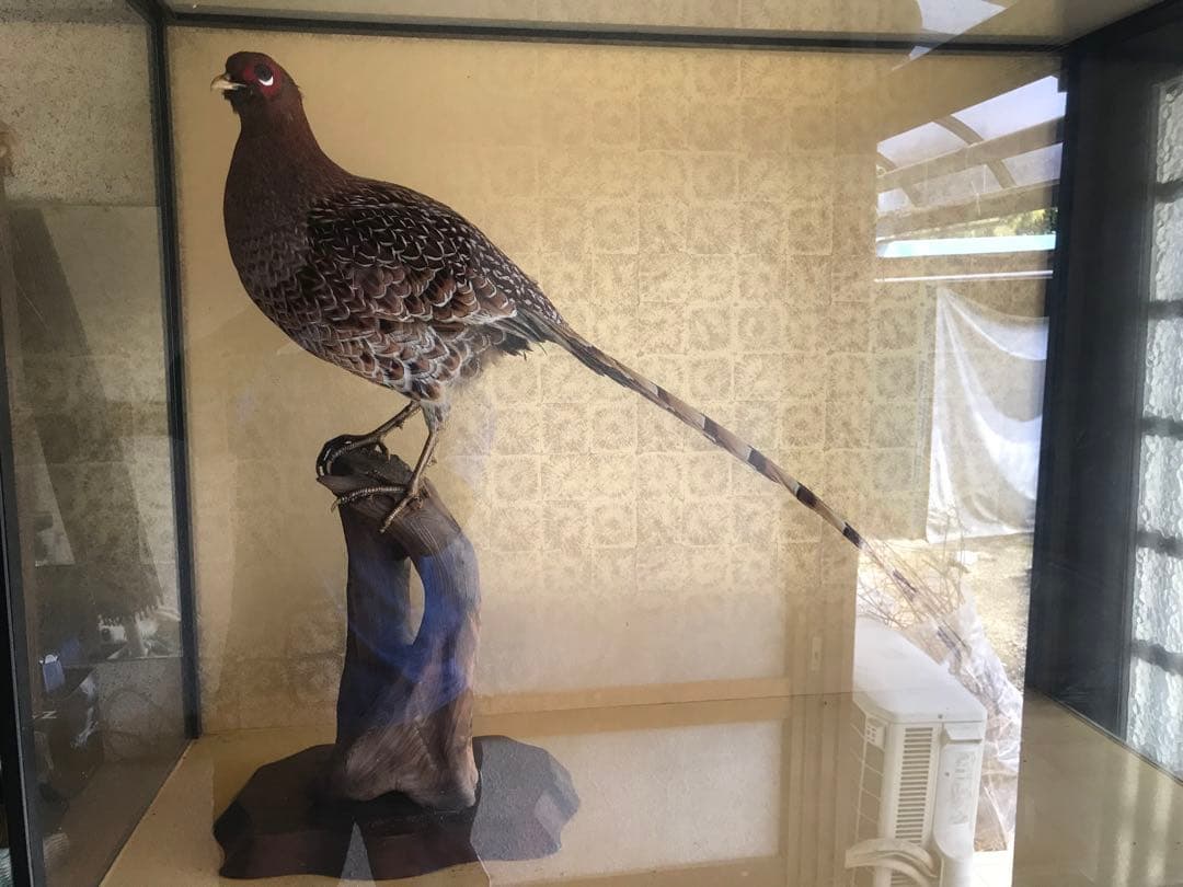 雉 きじ 剥製 - メルカリ