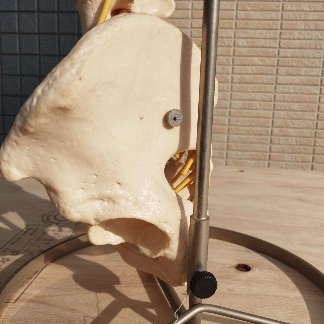 ドイツSOMSO（ソムソ）社製の脊柱骨格模型✨ガハハ本舗お宝倉庫市