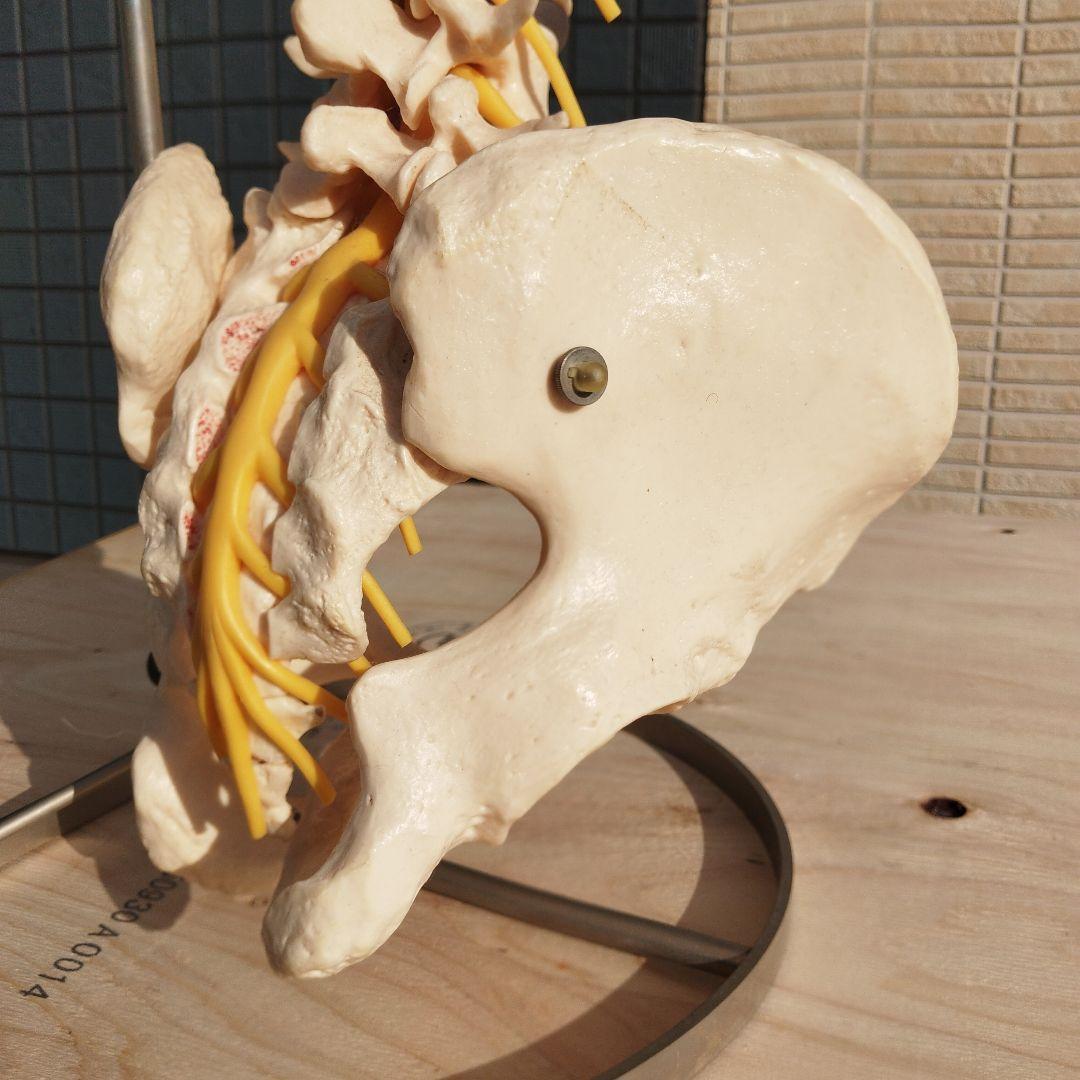 ドイツSOMSO（ソムソ）社製の脊柱骨格模型✨ガハハ本舗お宝倉庫市