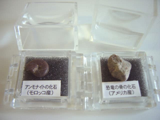 ♯Gzi10Fe好奇心倶楽部化石・鉱物標本図鑑2全12種