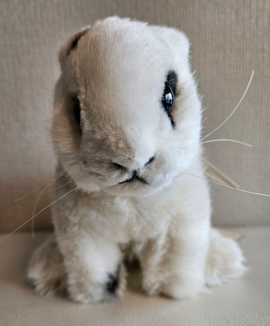 KÖSEN ウサギ　ケーセン　斑　34,500円