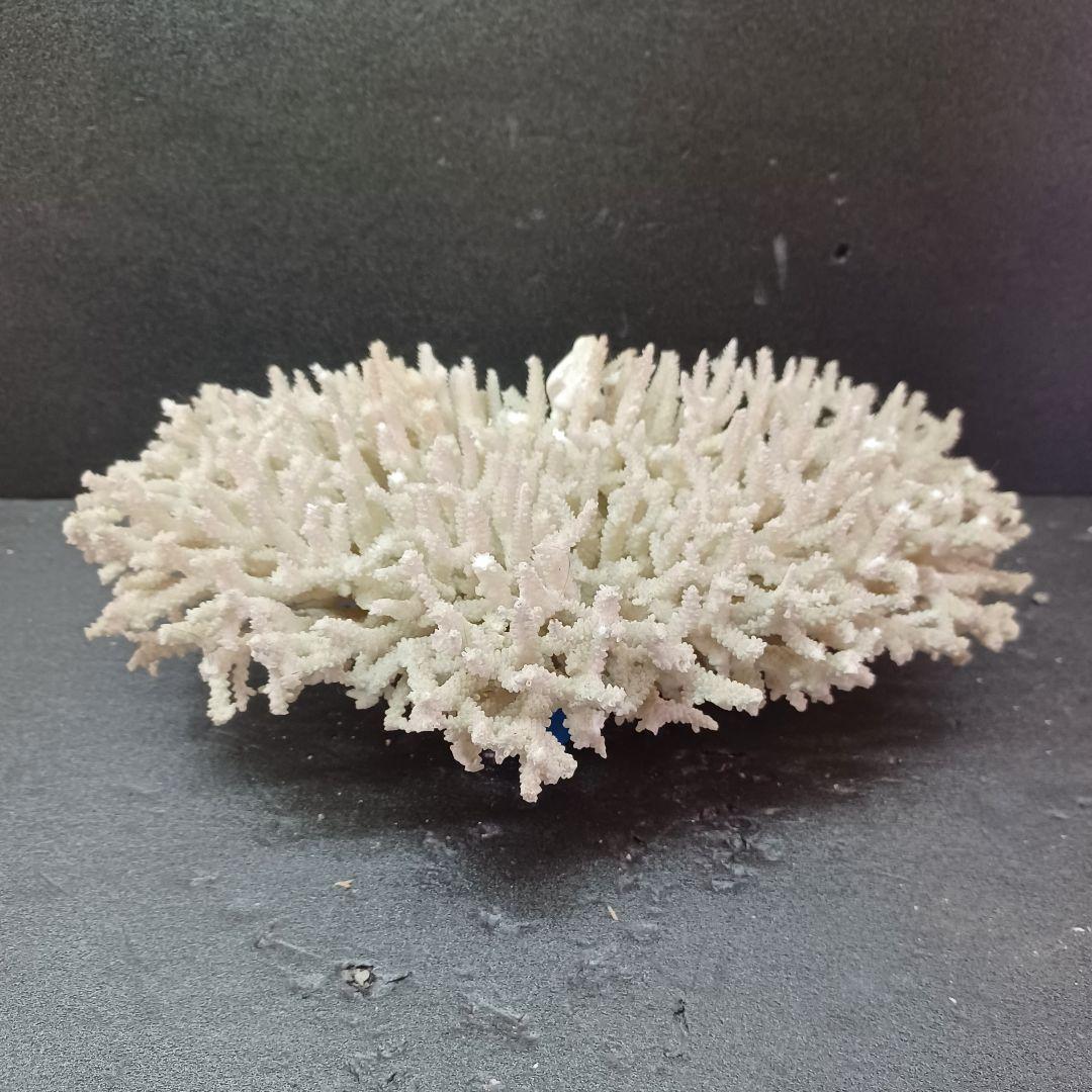 MURANO Crate&Barrel Aquatic Bowl ムラノ ボール Crate & Barrel Murano Aquatic Bowl Value