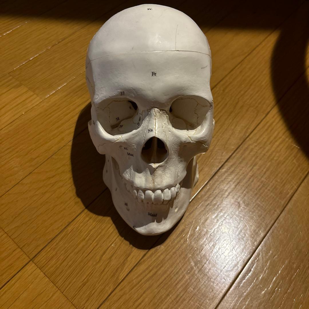 頭蓋骨模型 NISSIN製 P10-SB.1頭蓋骨模型 [ANA1003-T(P10-SB.1)]｜株式