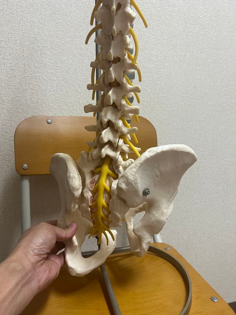 脊椎模型 骨盤付き 約60cm