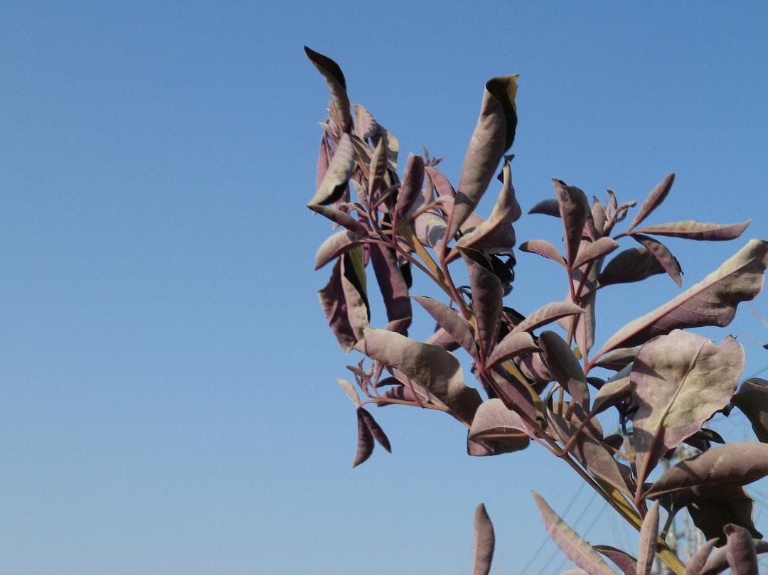 可愛いすぎるコンデジ】PENTAX optio RZ10 ブラック - メルカリ