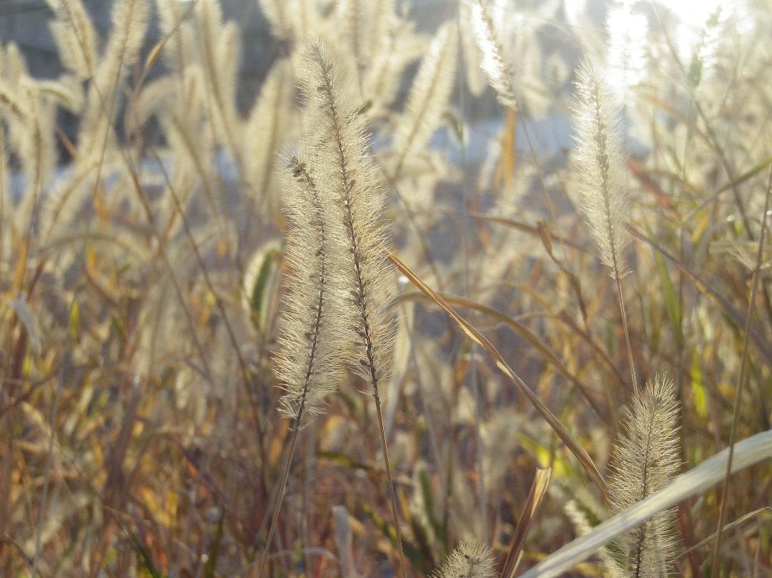 可愛いすぎるコンデジ】PENTAX optio RZ10 ブラック - メルカリ