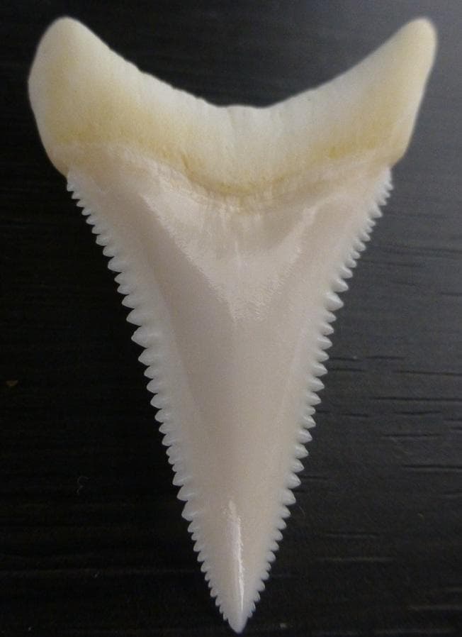 【ジャスパー】ホホジロザメ（C. carcharias）の歯 45.1mm