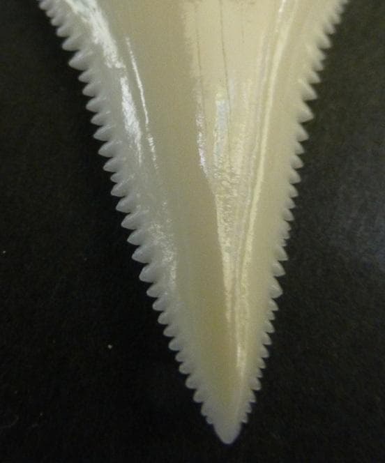 【ジャスパー】ホホジロザメ（C. carcharias）の歯 45.1mm