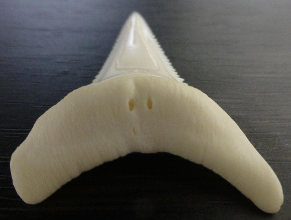 【ジャスパー】ホホジロザメ（C. carcharias）の歯 45.1mm