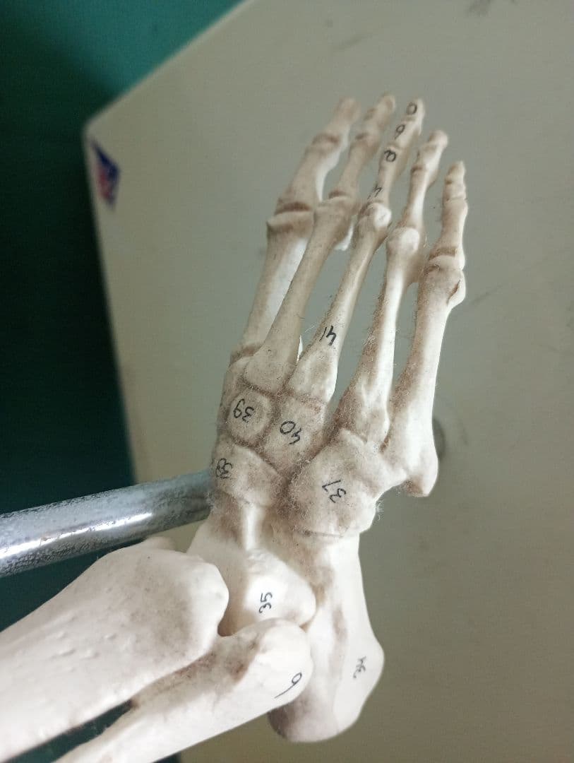 うきうきうっき ショーティ 1/2縮尺人体骨格モデル