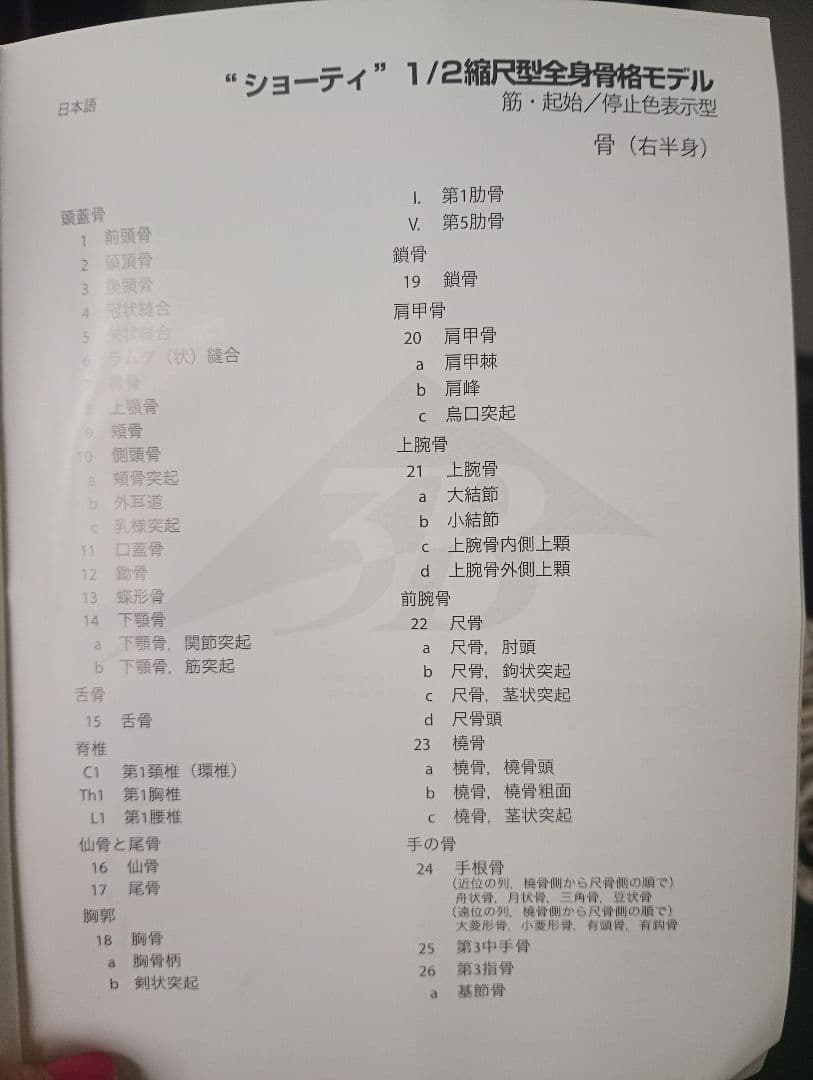 うきうきうっき ショーティ 1/2縮尺人体骨格モデル