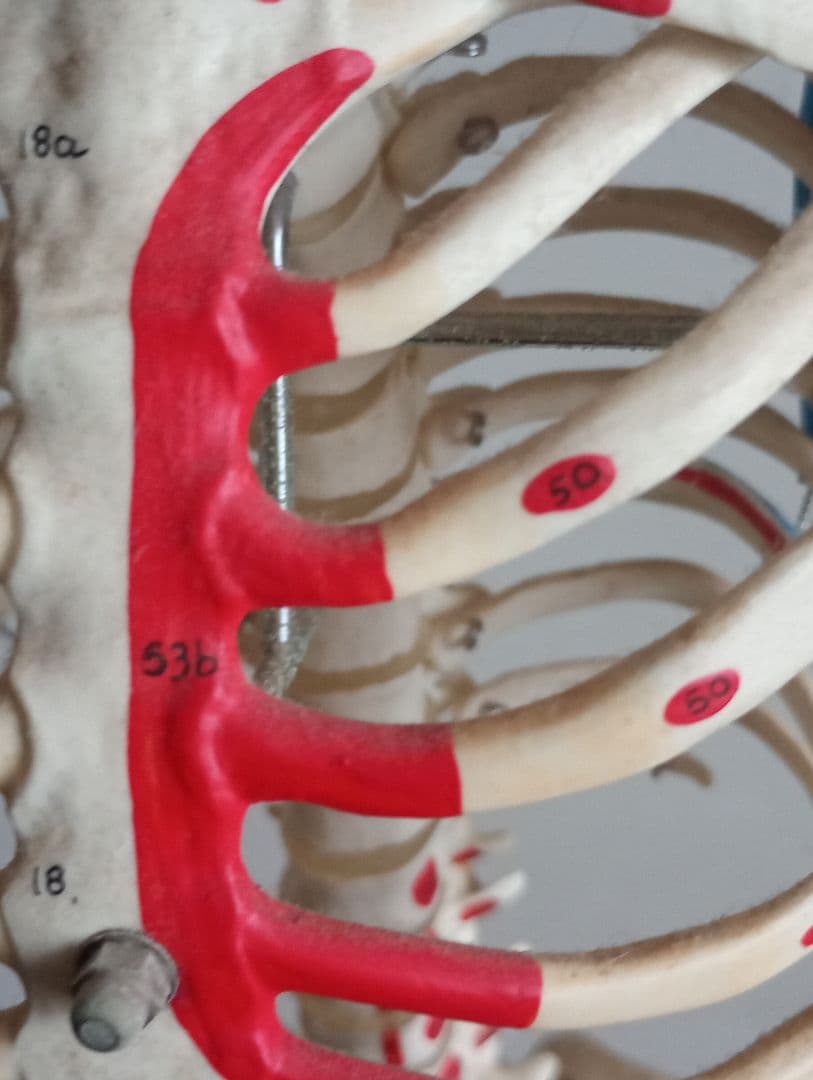 うきうきうっき ショーティ 1/2縮尺人体骨格モデル
