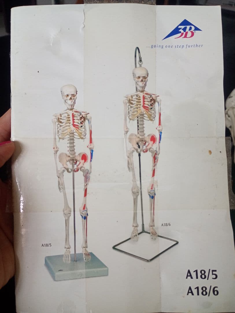 うきうきうっき ショーティ 1/2縮尺人体骨格モデル