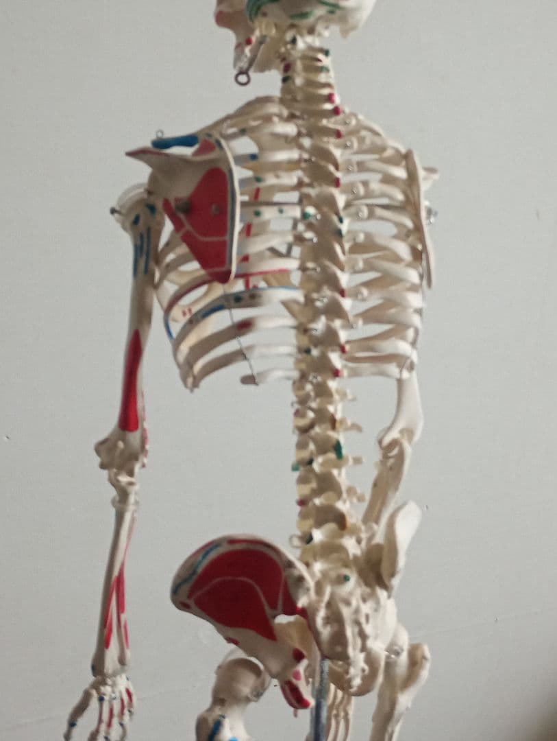 うきうきうっき ショーティ 1/2縮尺人体骨格モデル