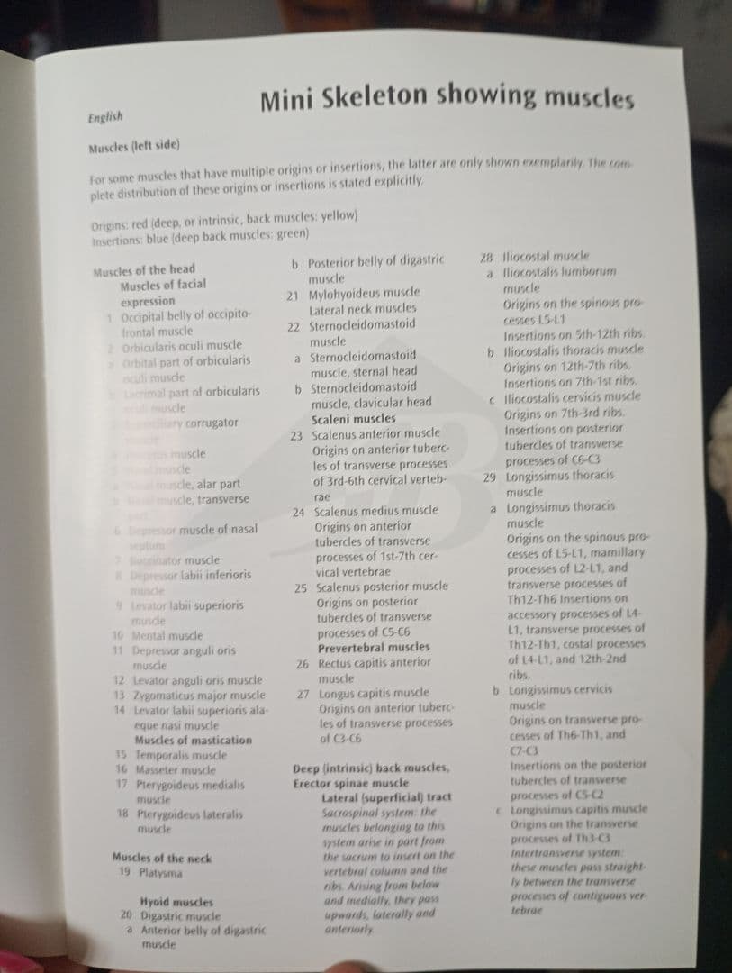 うきうきうっき ショーティ 1/2縮尺人体骨格モデル