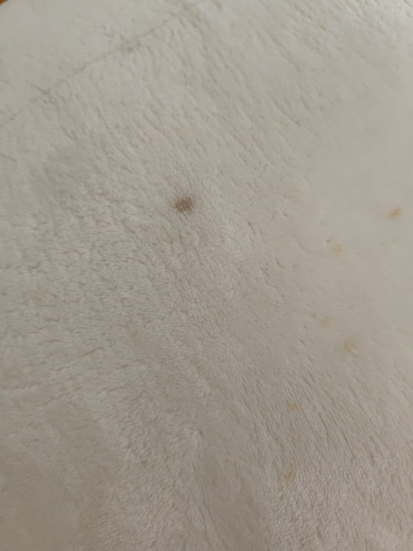 2mたん　しろたん　ぬいぐるみ