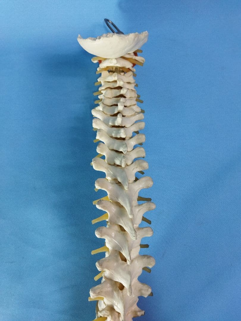 脊椎模型 約70cm 骨格標本 人体模型 カイロ 整体 整骨院 鍼灸 - メルカリ