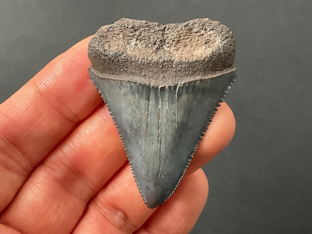 サメの歯 [GR215] ホホジロザメ ホオジロザメ 化石 希少 レア ホホジロザメ 歯 牙 化石｜サメの歯（約10.9g）｜モロッコ産