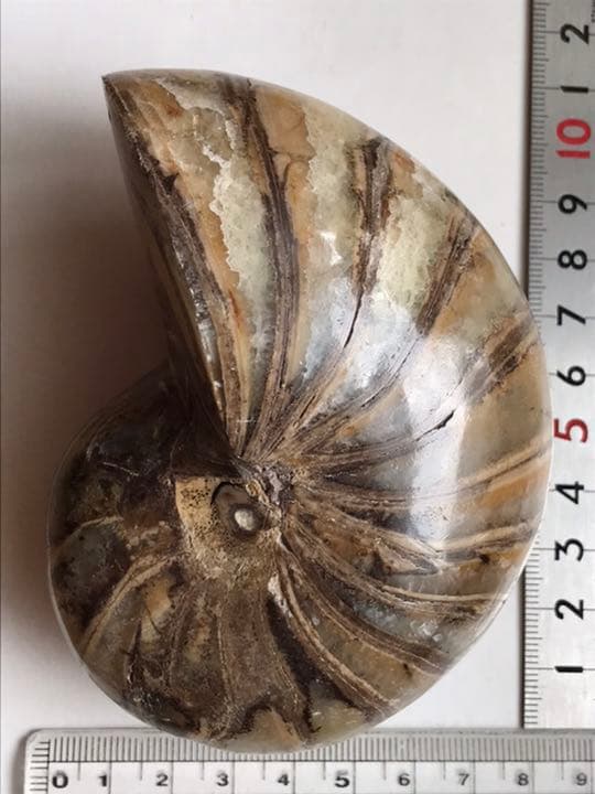マダガスカル産 オウムガイ化石（ノーチラス・アンモナイト）大サイズ