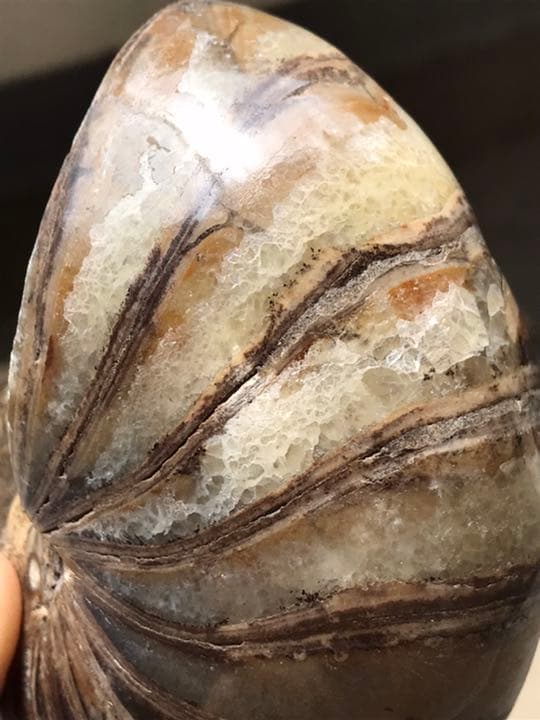 マダガスカル産 オウムガイ化石（ノーチラス・アンモナイト）大サイズ