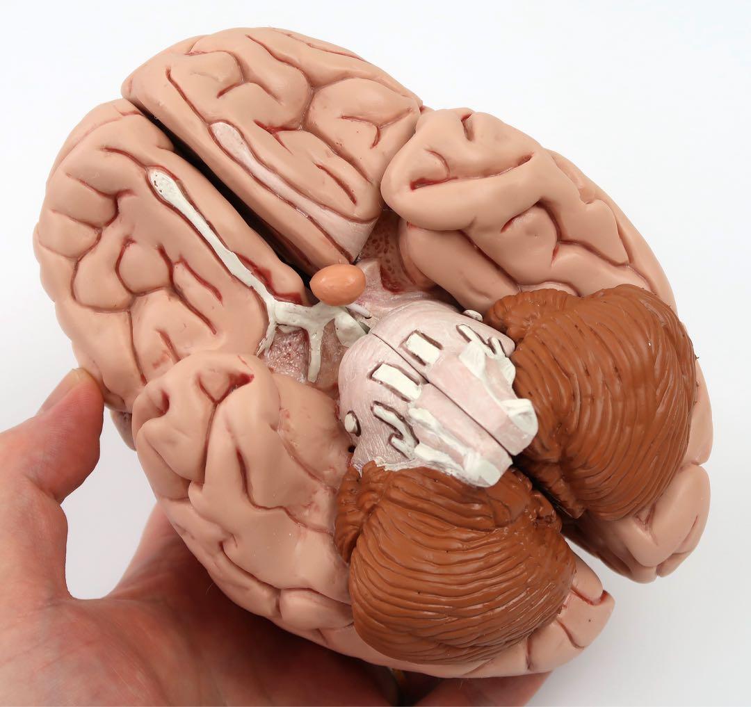脳模型 5分解モデル 3B Smart Anatomy 実物大　新品未使用