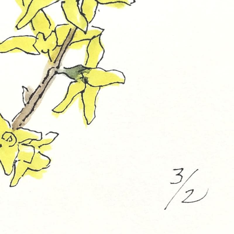 ☆ 坂本直行 ☆「 れんぎょう 」水彩画 1982年3月作 証明書有り 未使用