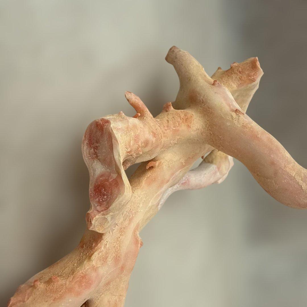 天然 桃色珊瑚 原木 34cm 301.5g 海外産大型 無着色 ピンクコーラル