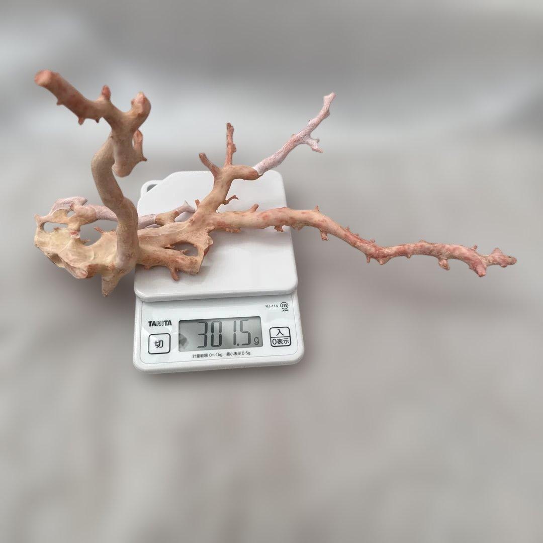 天然 桃色珊瑚 原木 34cm 301.5g 海外産大型 無着色 ピンクコーラル