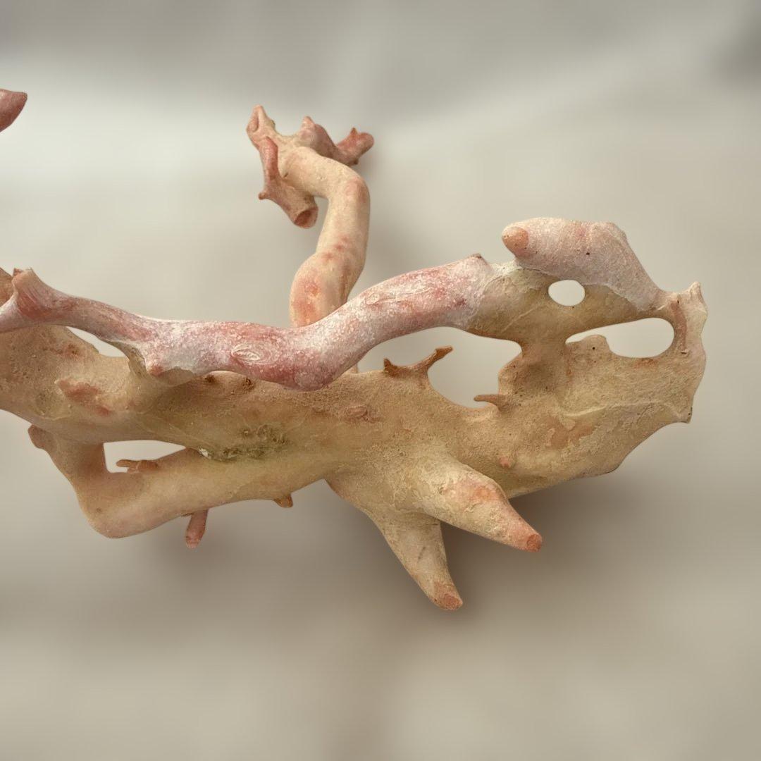 天然 桃色珊瑚 原木 34cm 301.5g 海外産大型 無着色 ピンクコーラル