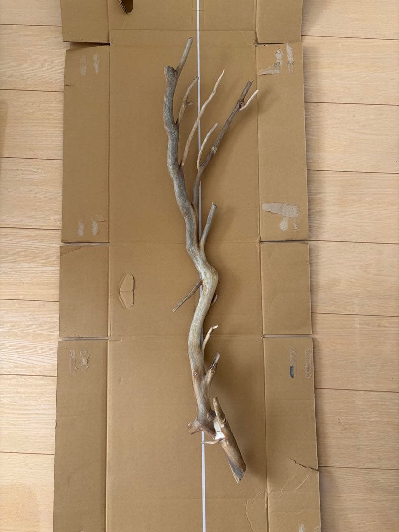 珊瑚　深海松 レインボーコーラル 原木 Yahoo!オークション - 海松 深海松 原木 レインボーコーラル 全長約45c