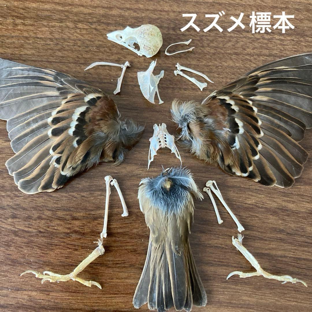 スズメの骨格標本•翼標本 スズメの骨格標本•翼標本 - メルカリ