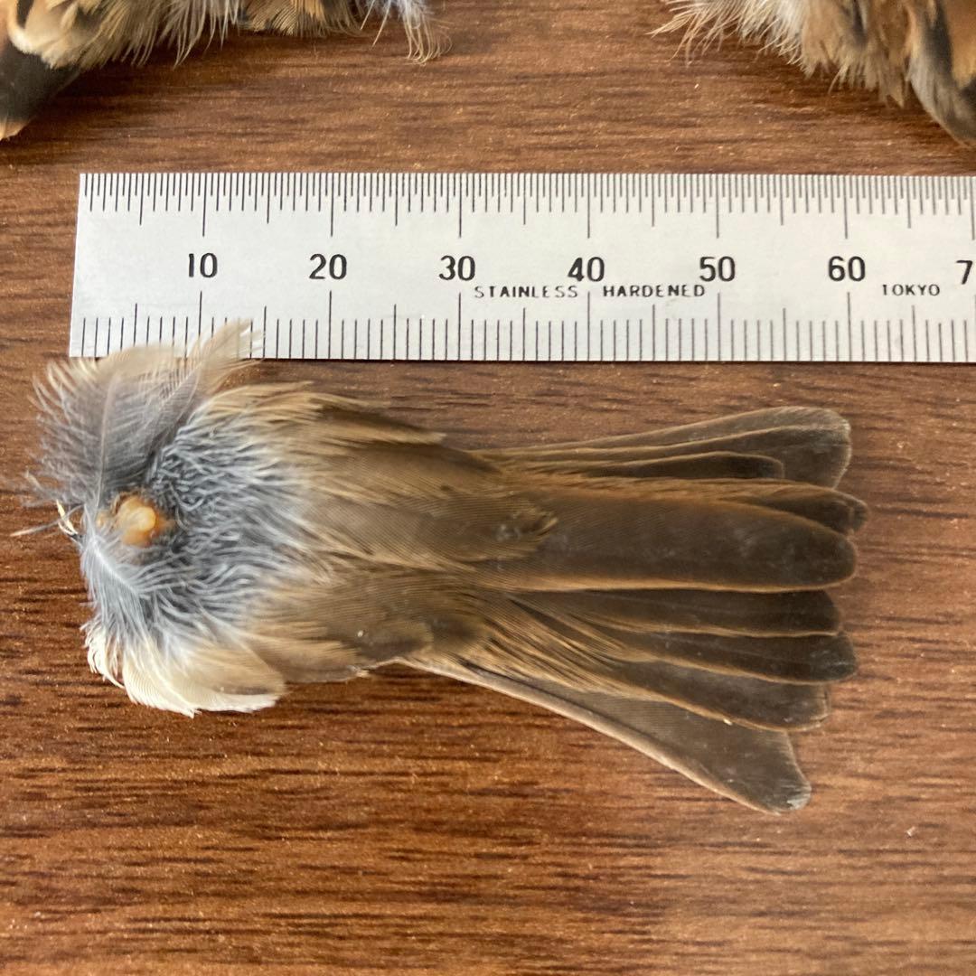 スズメの骨格標本•翼標本 - メルカリ