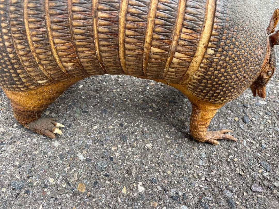 ココノオビアルマジロ アルマジロ 剥製 ワシントン条約対象外 - メルカリ