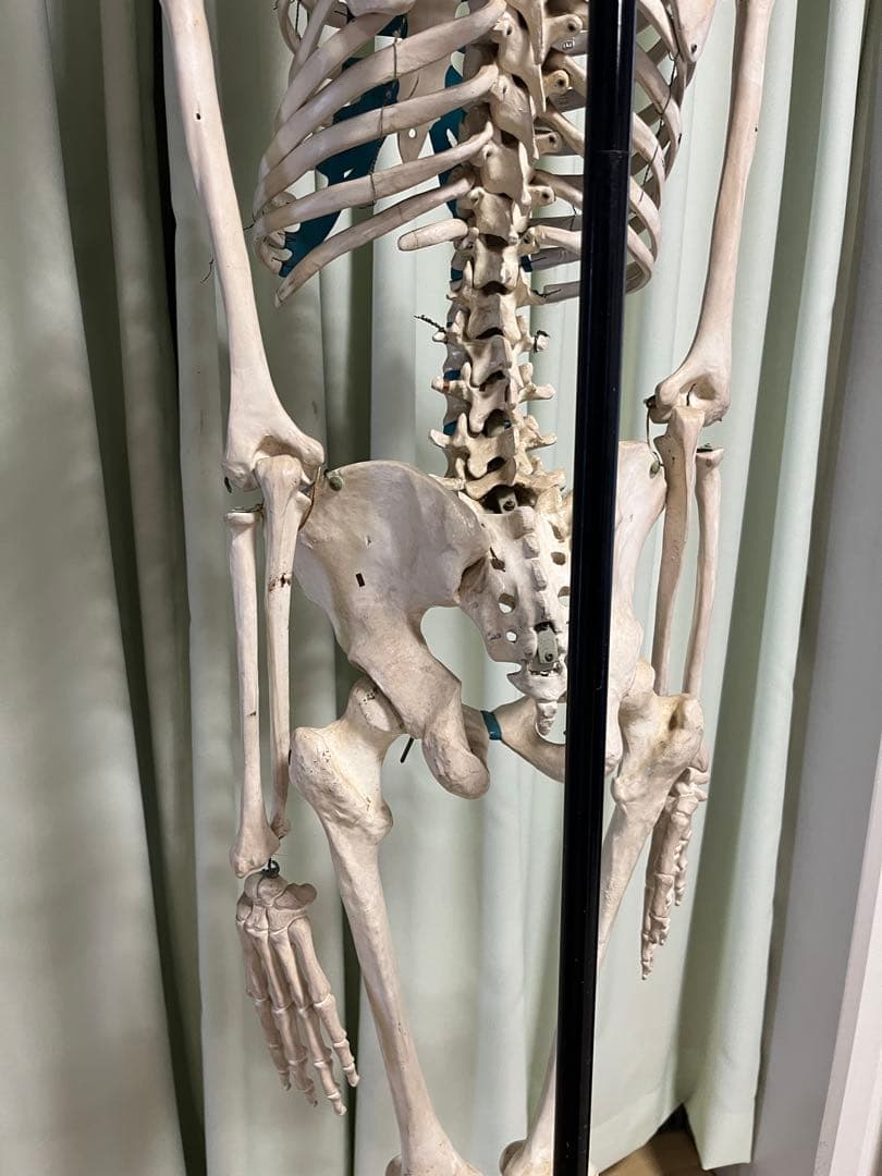 人体骨模型　NOZAKI 160cm 整形外科