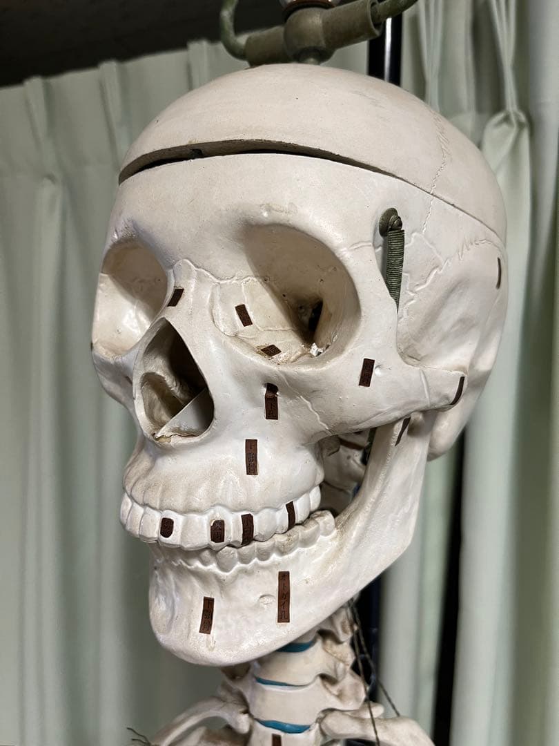 人体骨模型　NOZAKI 160cm 整形外科