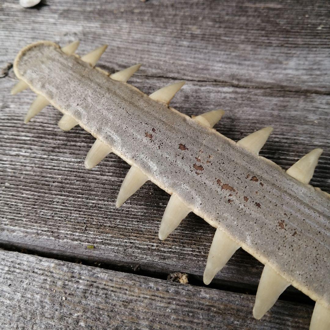 ノコギリエイ　吻　歯　剥製