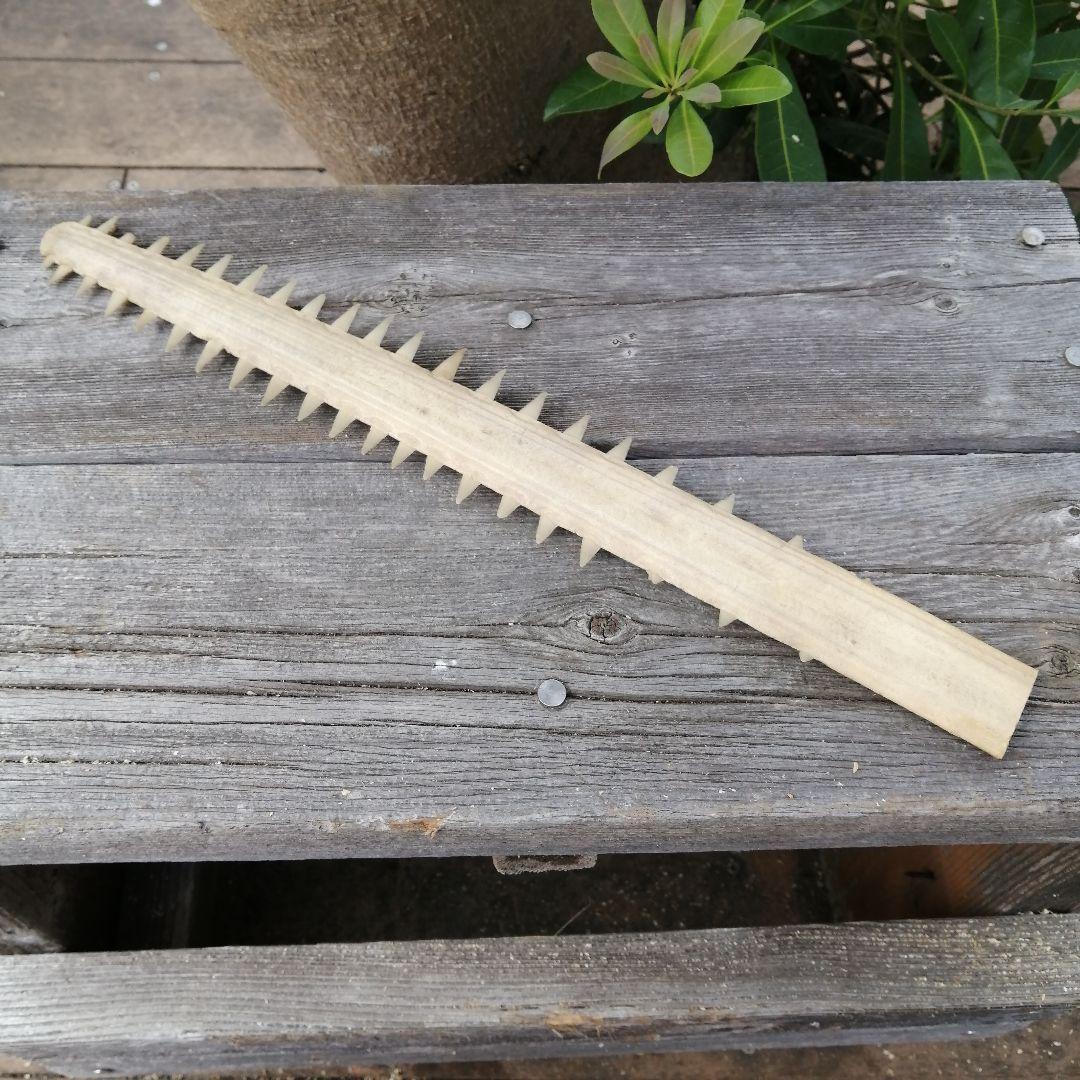 ノコギリエイ　吻　歯　剥製