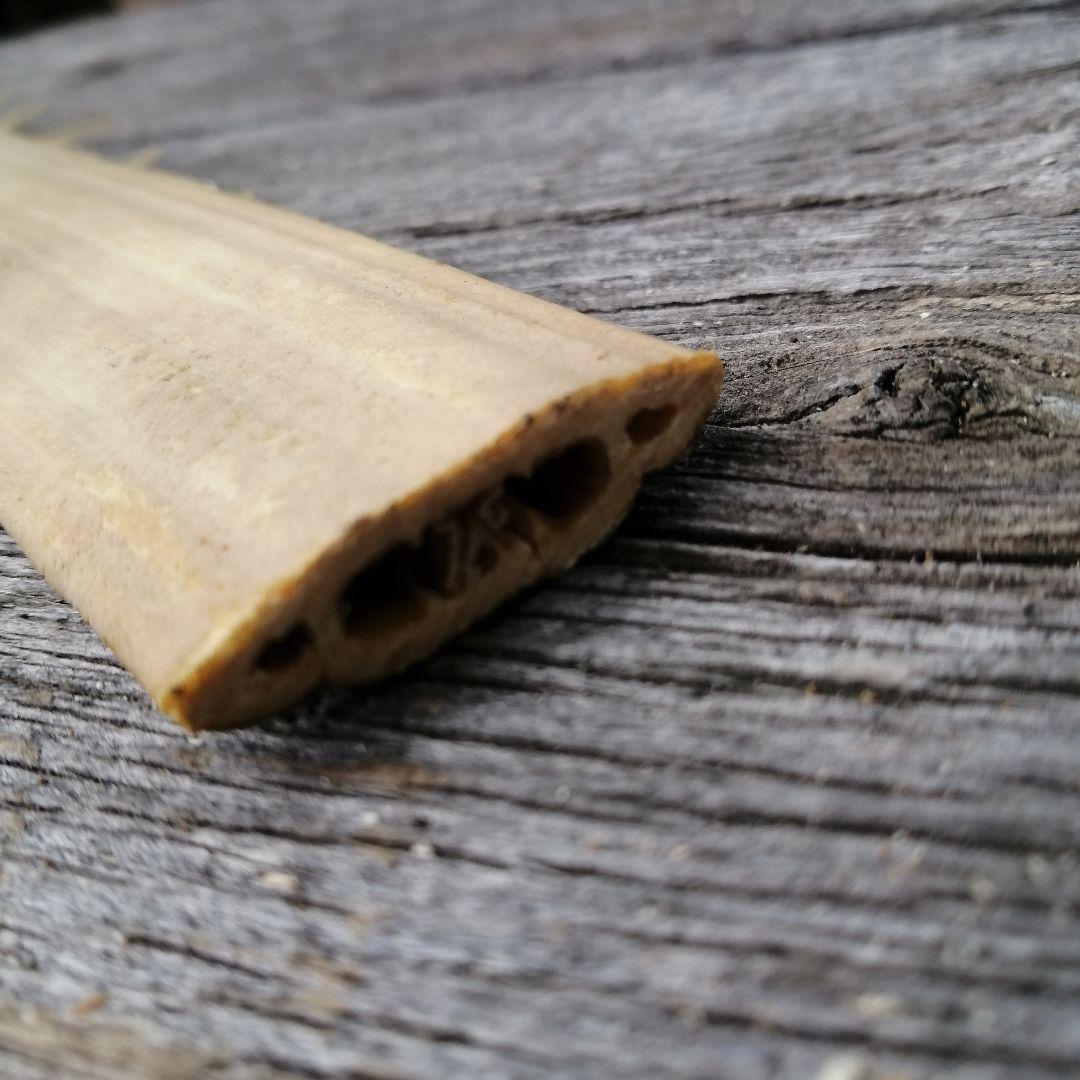 ノコギリエイ　吻　歯　剥製