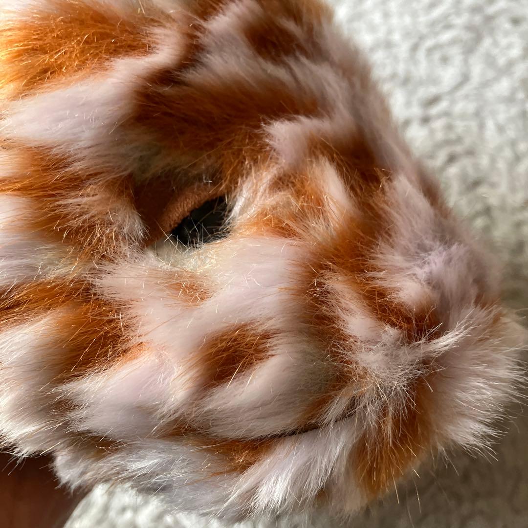  気難しいオレンジの魚