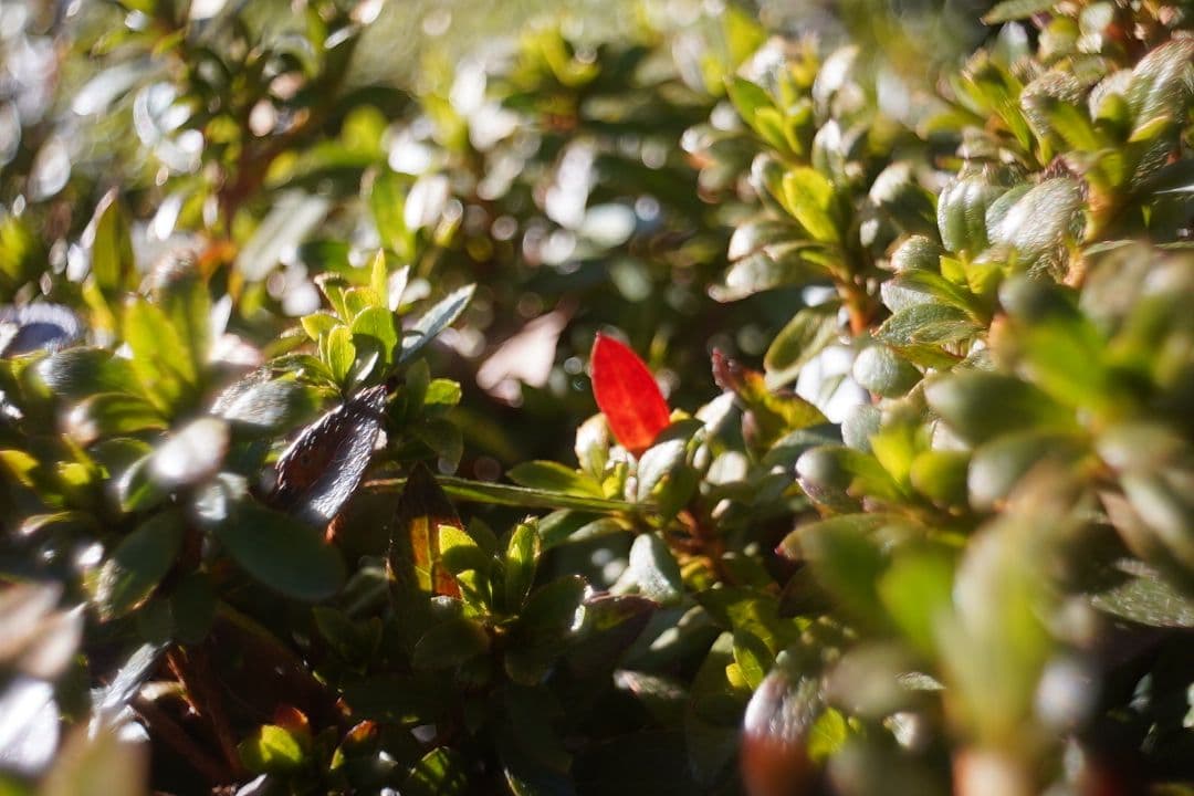 068_Kodak Anastigmat 15mm f 2.7 Cマウント - メルカリ