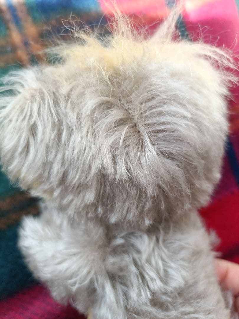 MERRYTHOUGHT メリーソート パンキーロニー 75体限定品 - メルカリ