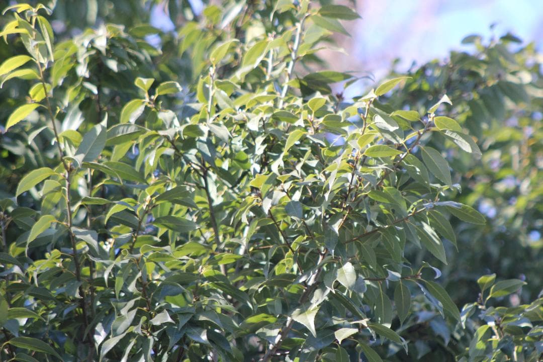 （美品）CANON EF 100-300mm f/4.5-5.6