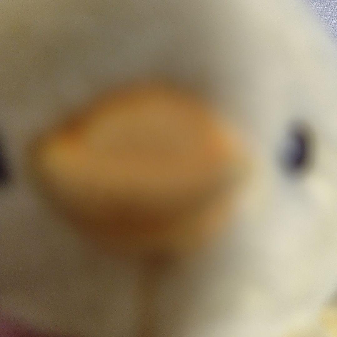 ひよことペンギンのぬいぐるみセット