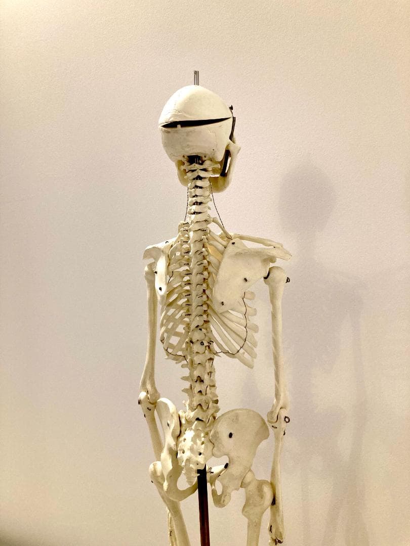 ドイツ rudiger anatomie リュディガー アナトミー社製 骨格模型